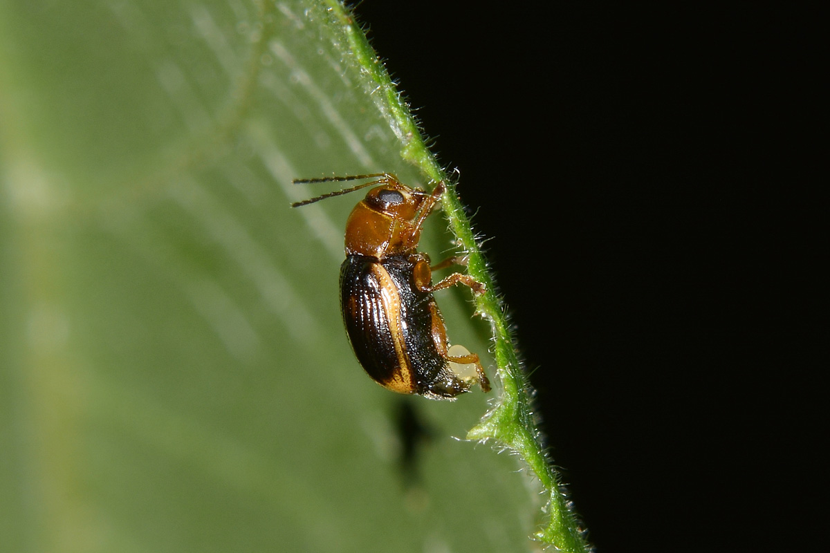 Cryptocephalus pusillus? S.